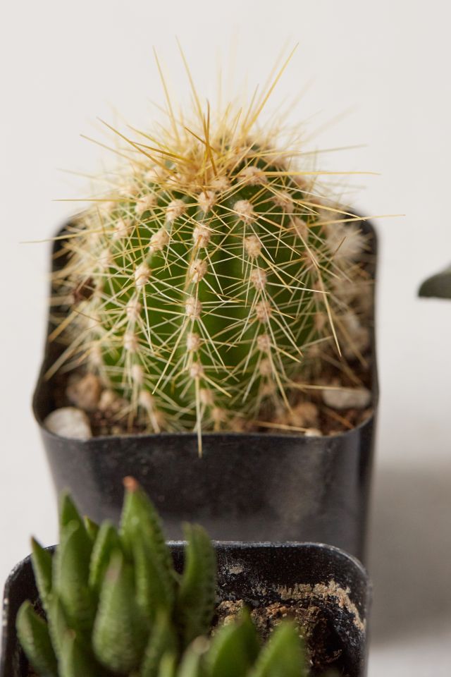 2" Live Assorted Hardy Plant - Set of 4 #2