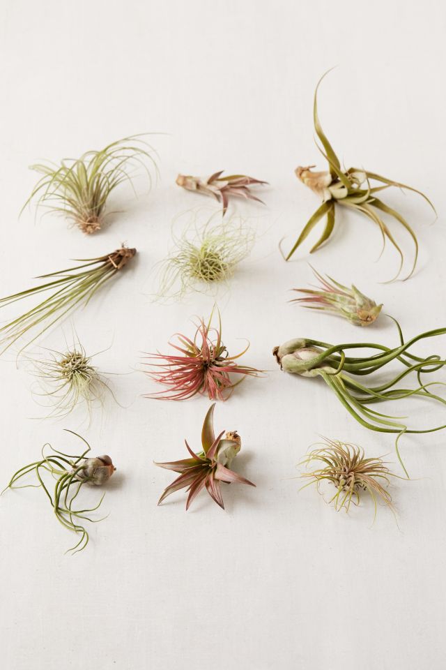 Small Live Assorted Air Plant - Set of 12 #1