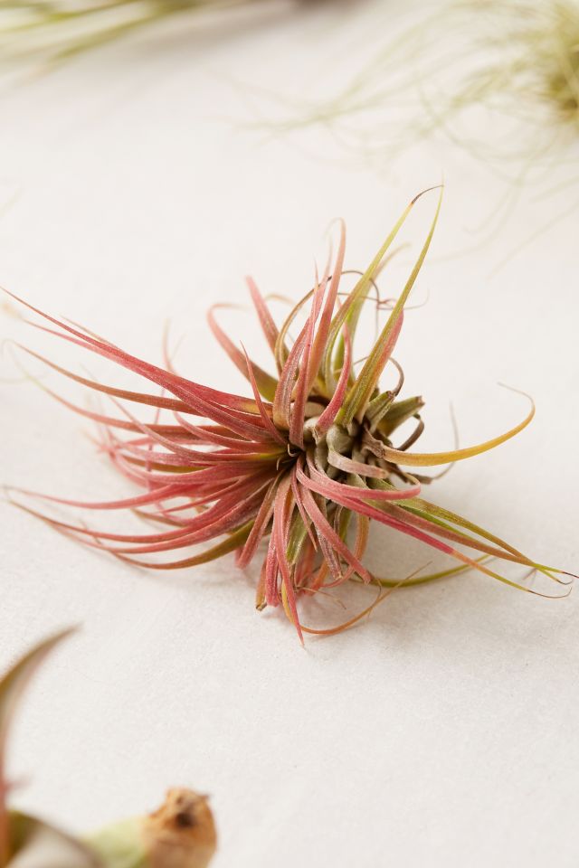 Small Live Assorted Air Plant - Set of 12 #2
