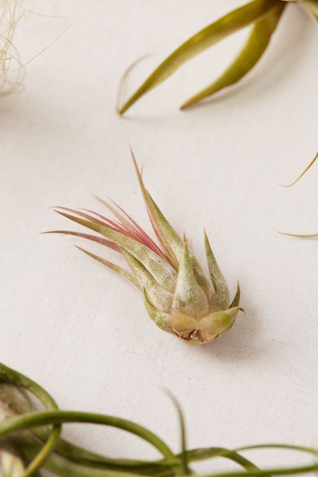Small Live Assorted Air Plant - Set of 12 #3