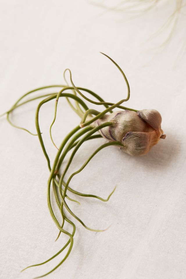 Small Live Assorted Air Plant - Set of 12 #4