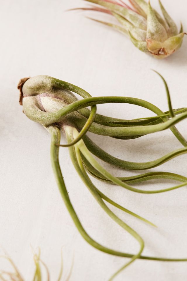 Small Live Assorted Air Plant - Set of 12 #5