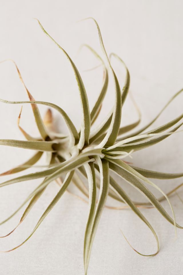 Large Live Assorted Air Plant - Set of 2 #1