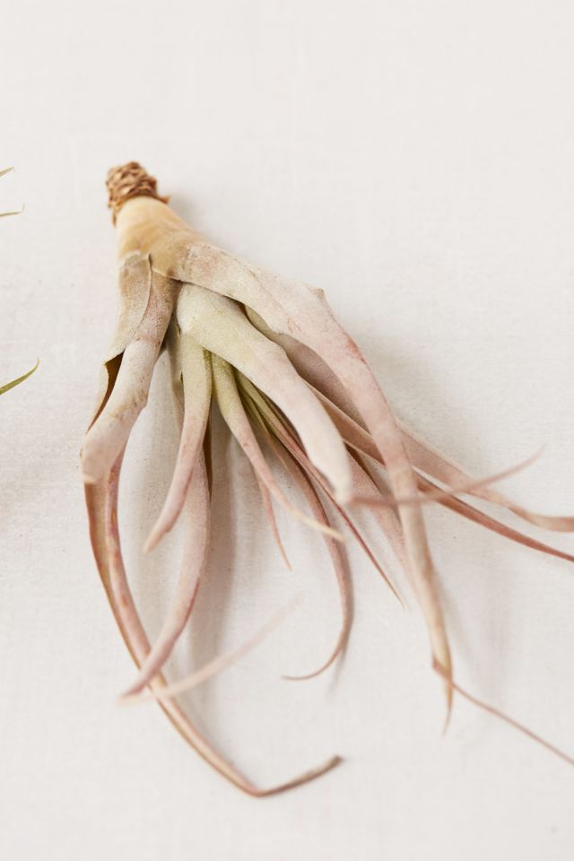 Large Live Assorted Air Plant - Set of 2 #2
