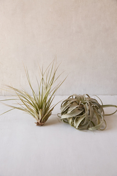Giant Live Air Plant at Urban Outfitters