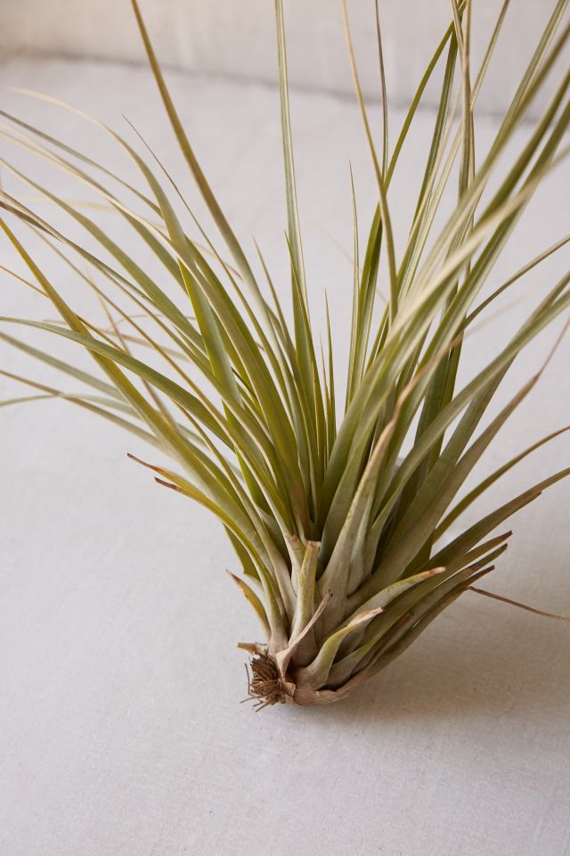 Giant Live Air Plant #1