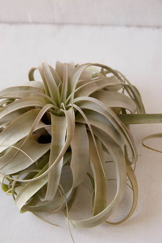 Giant Live Air Plant #2