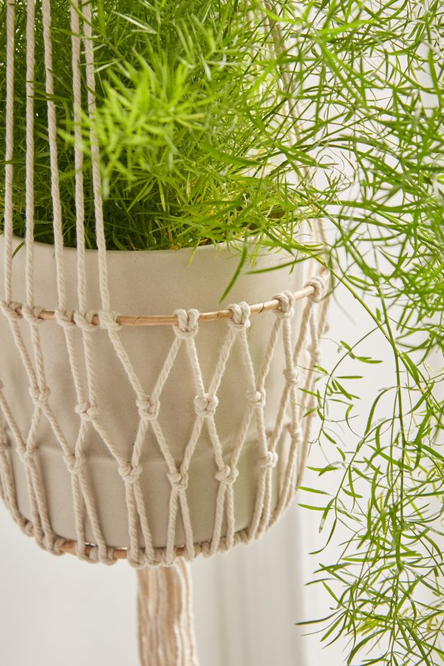 Ira Plant Hanger #1