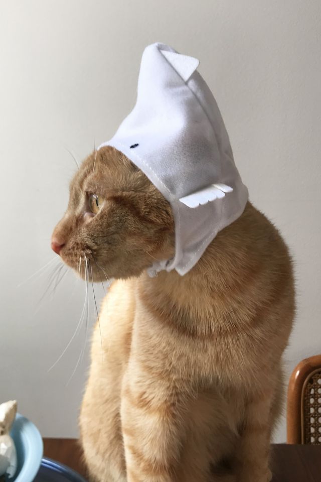 Cat Cap #3