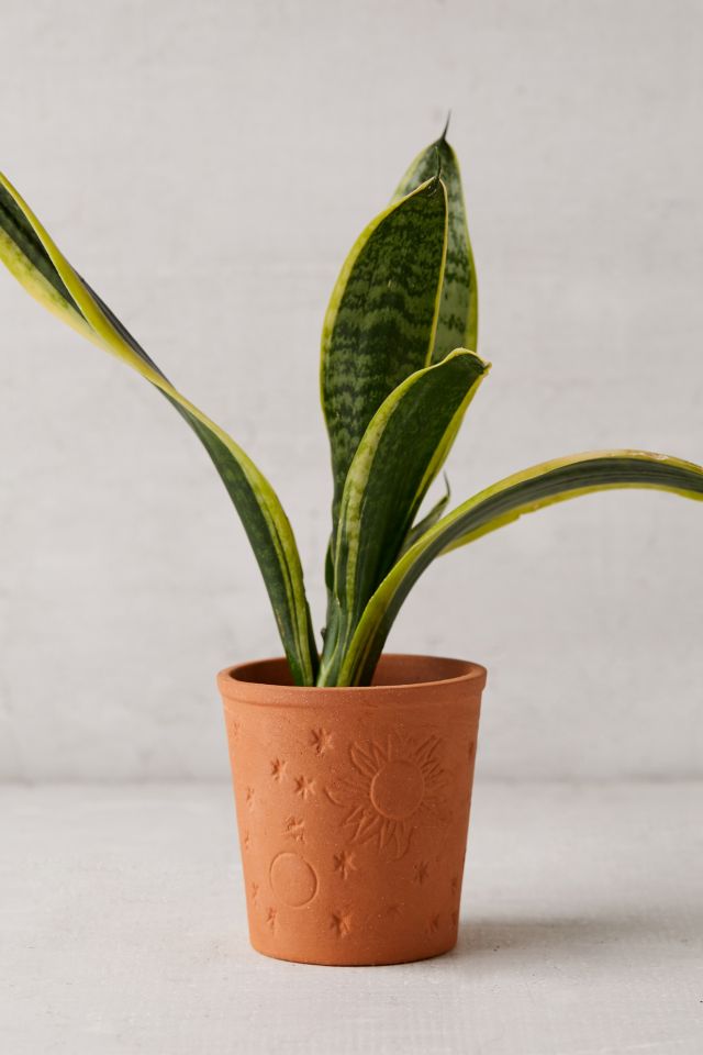 Cosmic Terracotta Planter #1