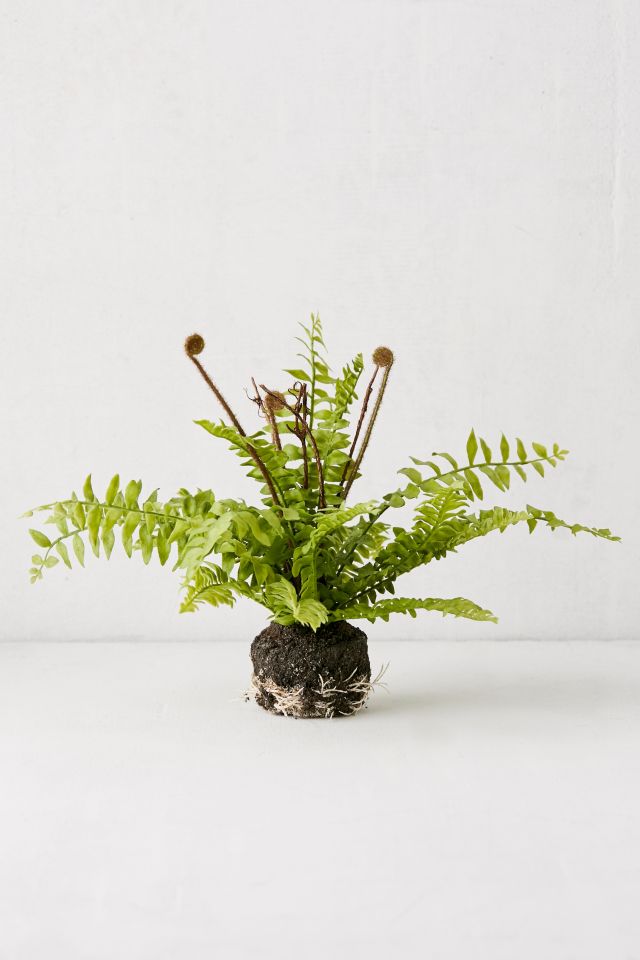 Boston Faux Fern #1