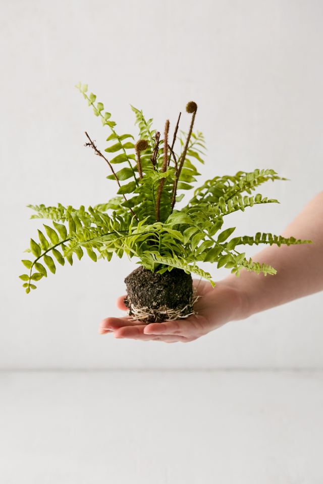 Boston Faux Fern #2