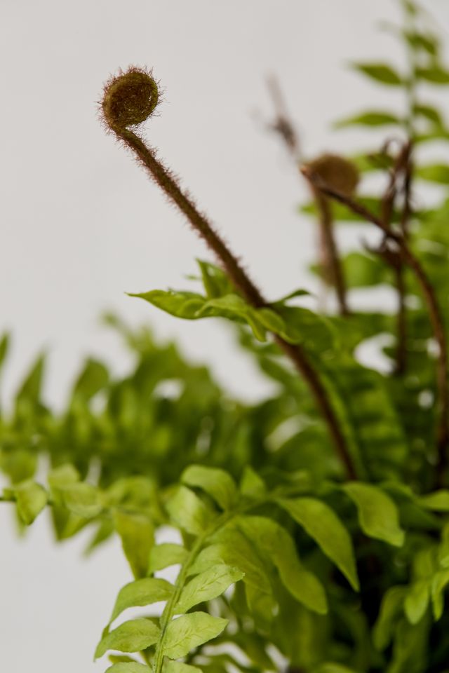 Boston Faux Fern #3
