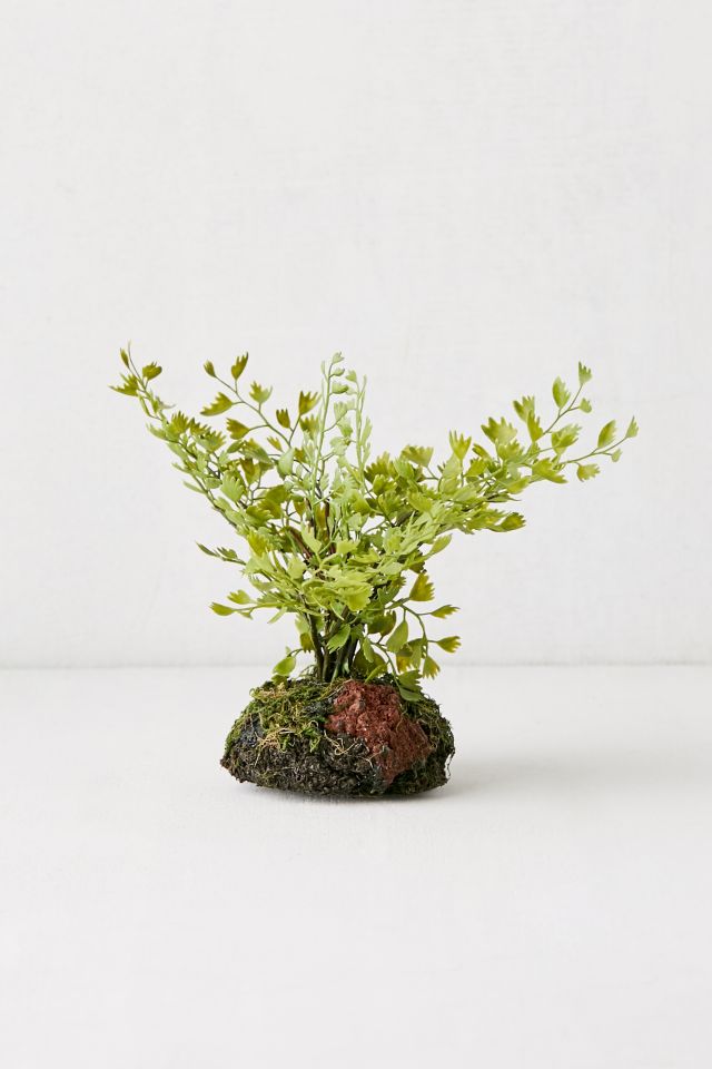 Adiante pédalé de 7 po Maidenhair #2