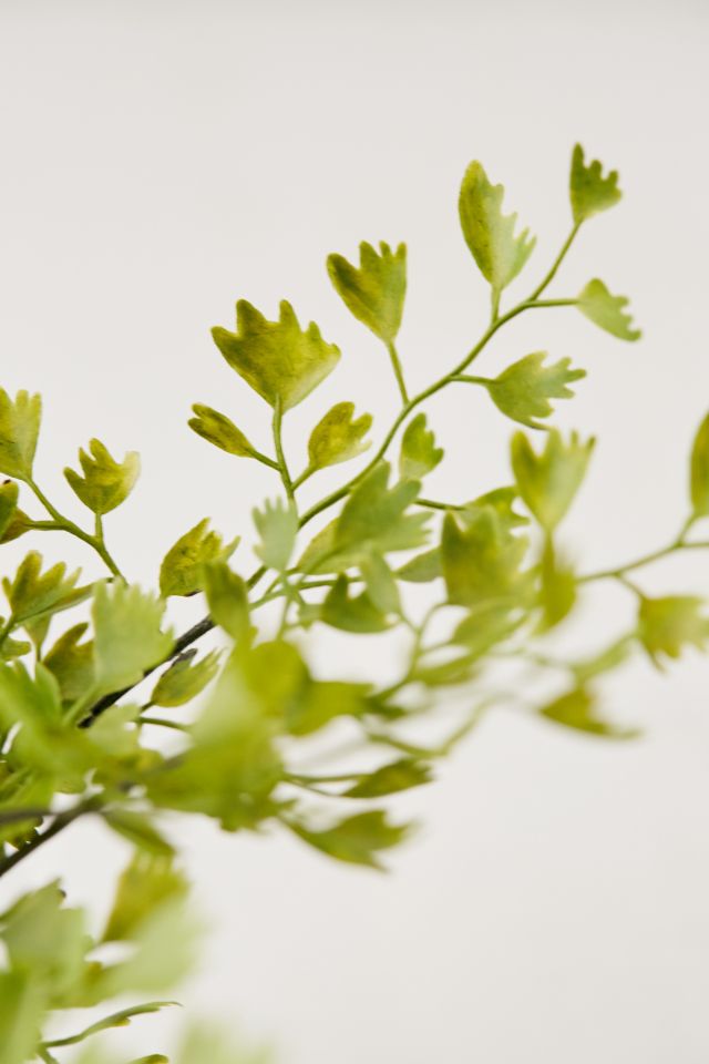 Adiante pédalé de 7 po Maidenhair #3