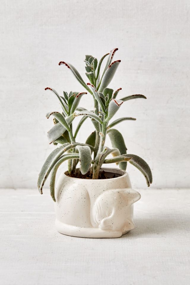 Sleepy Kitten Ceramic 4” Planter | Urban Outfitters