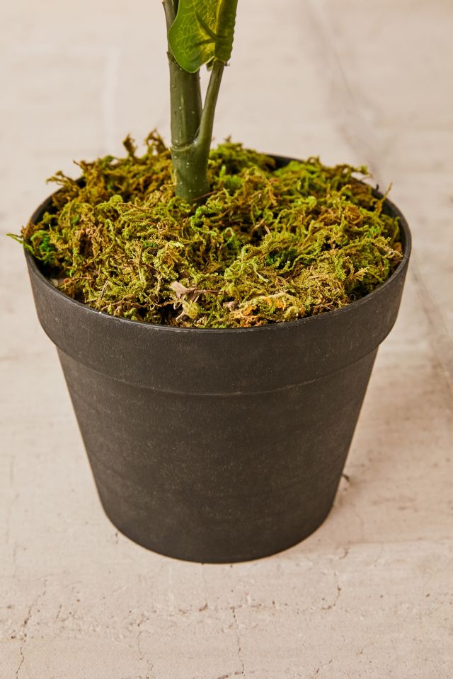 Fiddle Leaf Potted Faux Plant #3