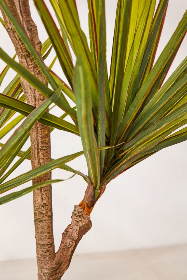 Yucca 6’ Potted Faux Tree #2