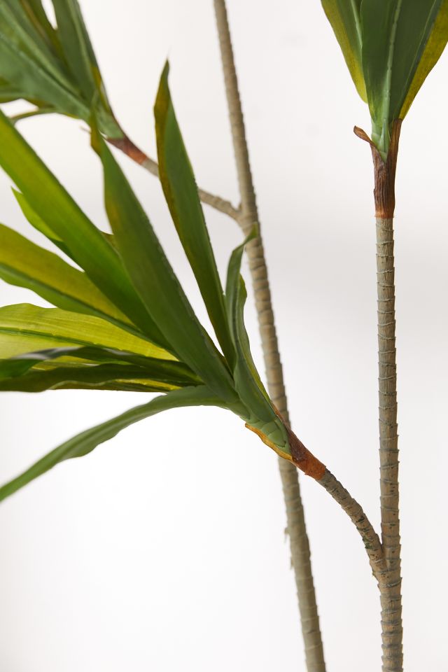 Dracena 5’ Potted Faux Tree #1