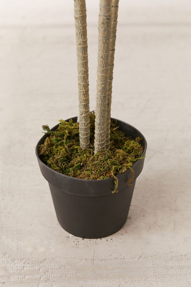 Dracena 5’ Potted Faux Tree #3