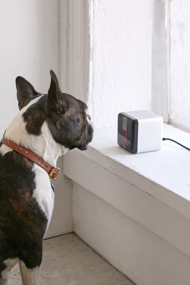 Petcube Play Camera #1