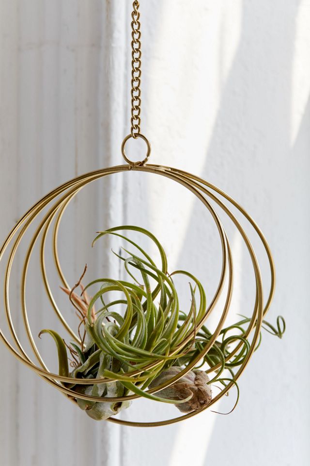 Caged Metal Hanging Air Plant Holder #2