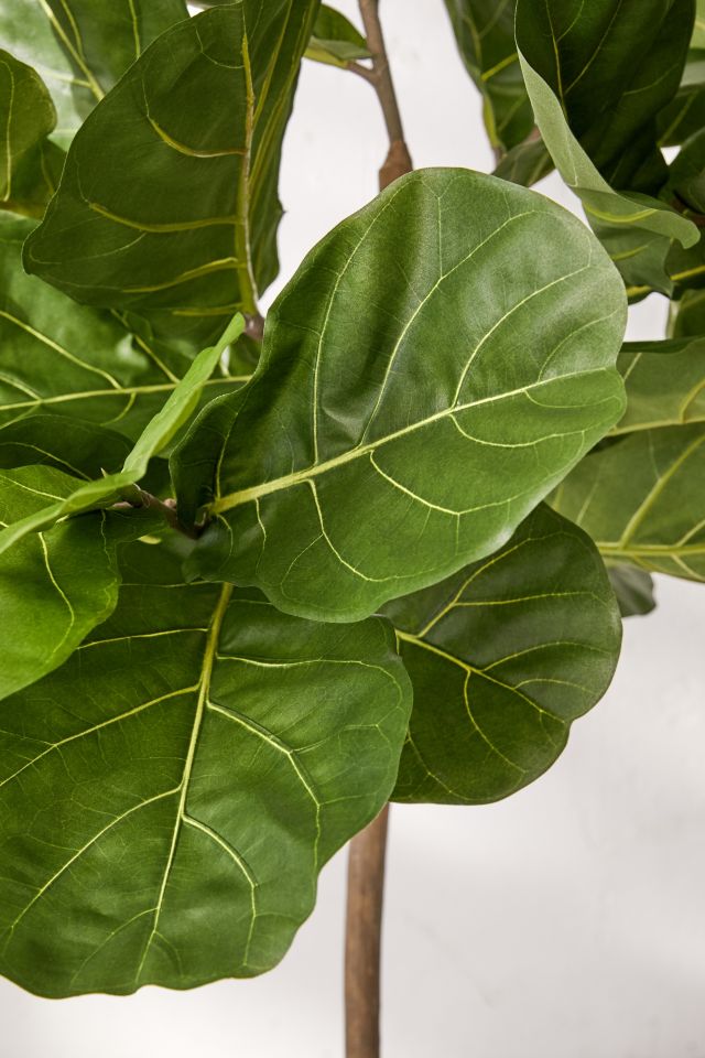 Fiddle Leaf Potted Faux Tree #2