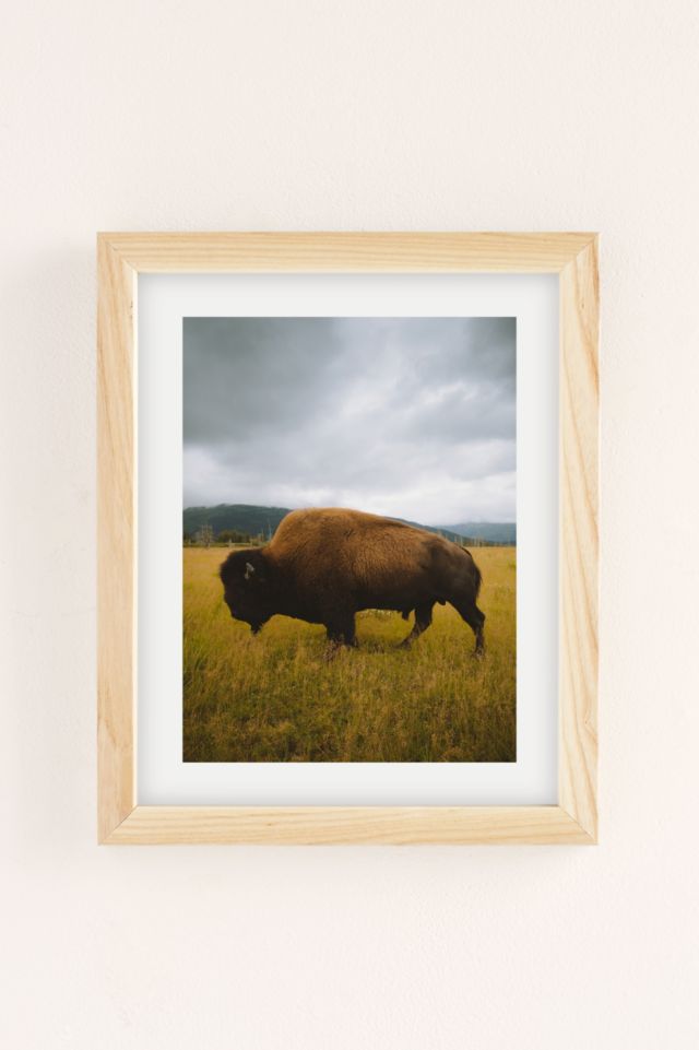Rodrigo Trevino Roadside Bison Art Print #1