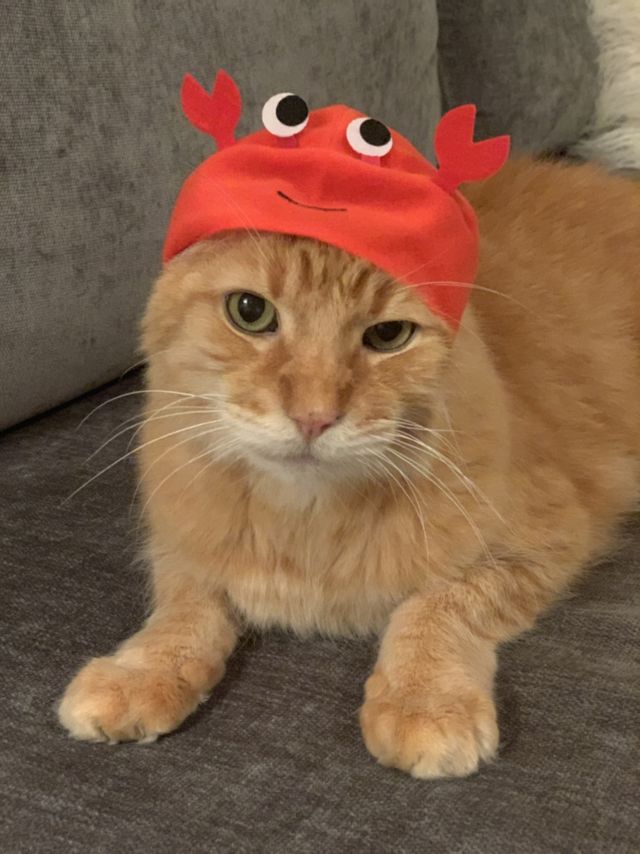 Casquette pour chat Aquarium #2