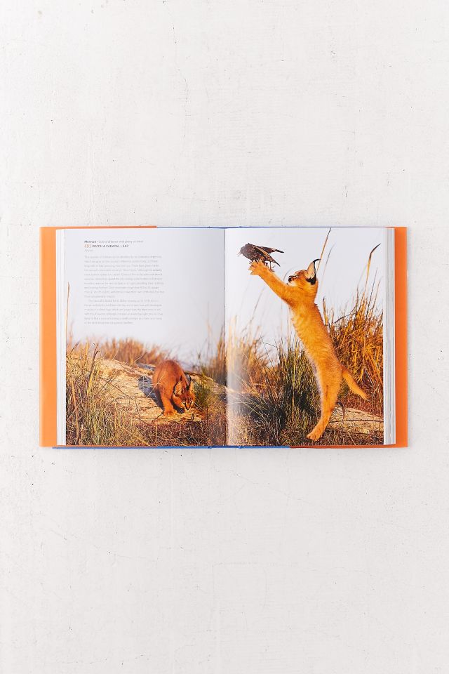 The Bucket List: Wild: 1000 Adventures Big and Small: Animals, Birds, Fish, Nature By Kath Stathers #1