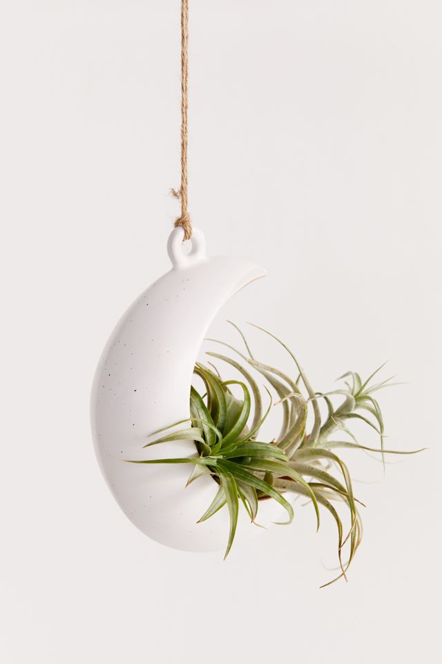 Crescent Moon Hanging Air Plant Holder | Urban Outfitters