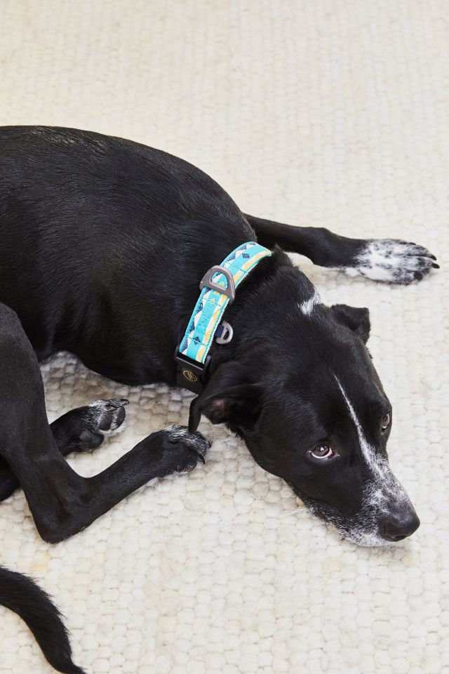 United By Blue Dog Collar