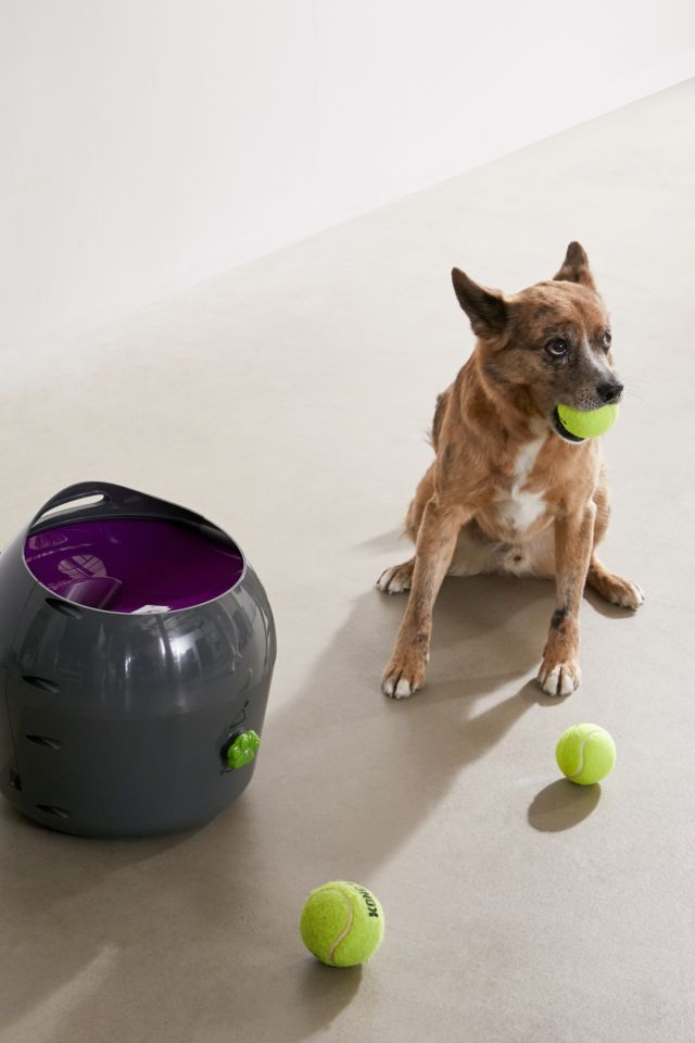 Petsafe ball launcher outlet review