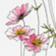 Jessica Hanselmann Pink Cosmos Art Print