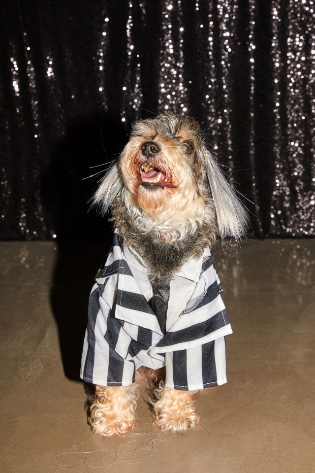 Beetlejuice Dog Halloween Costume #1