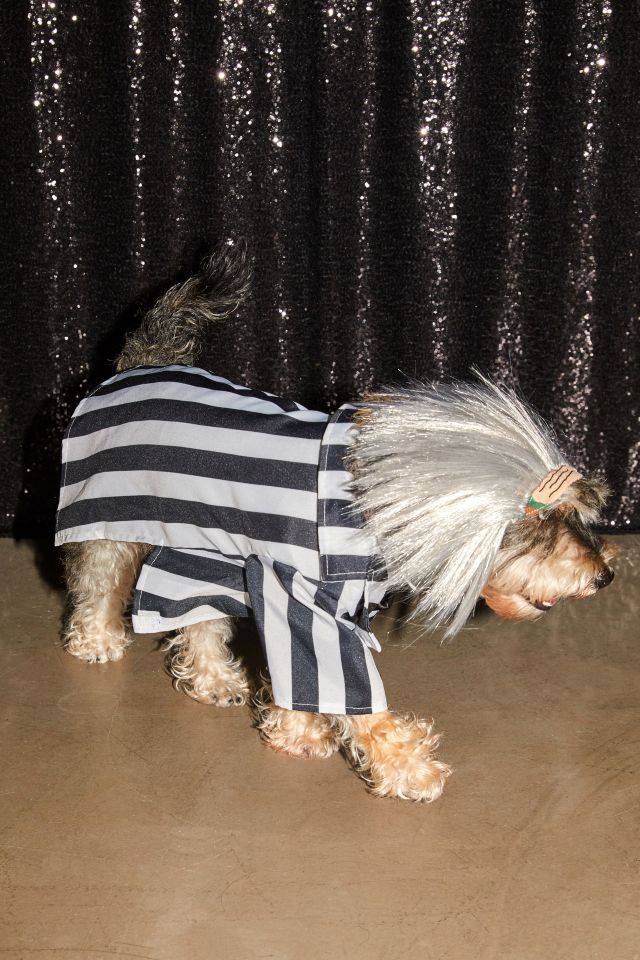 Beetlejuice Dog Halloween Costume #2