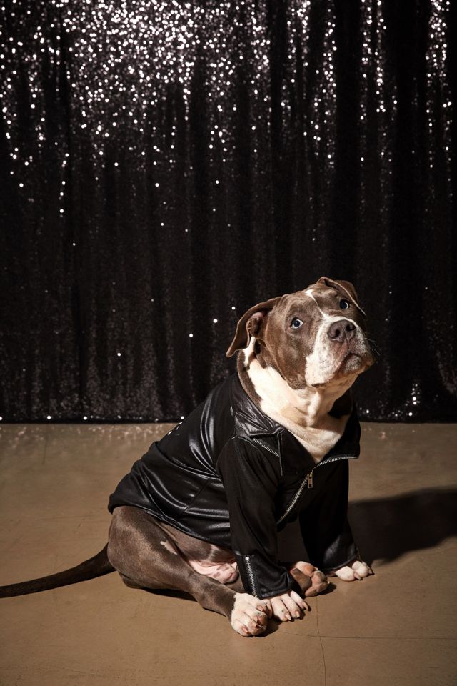 T Birds Jacket Dog Halloween Costume #1