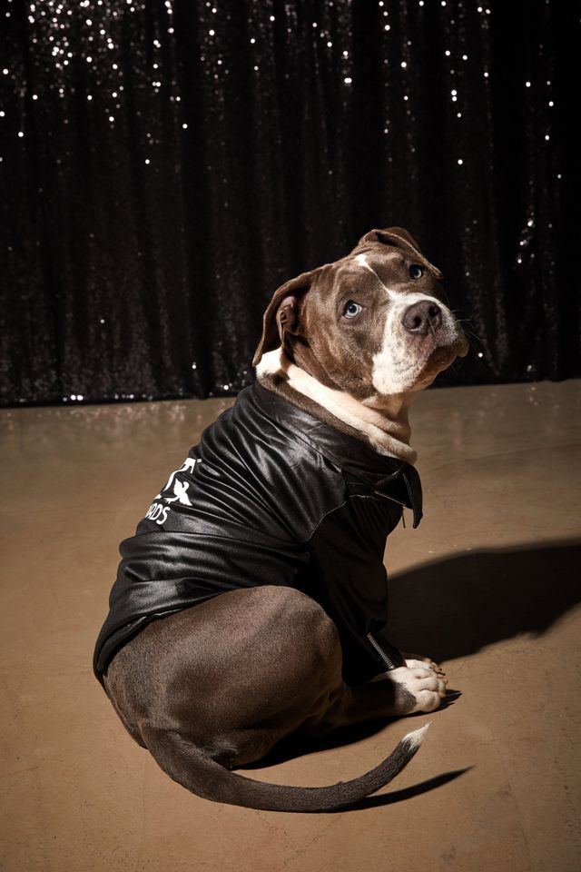 T Birds Jacket Dog Halloween Costume #2