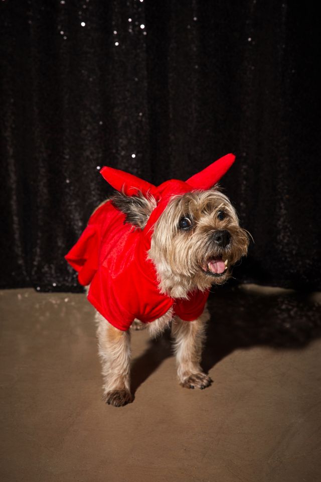 Devil Costume for Pets