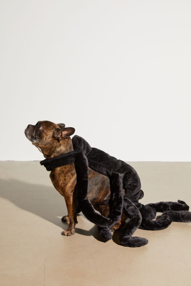 Spider Dog Halloween Costume #1