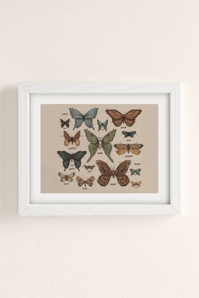 Jessica Roux Butterflies And Moth Specimens Art Print #1