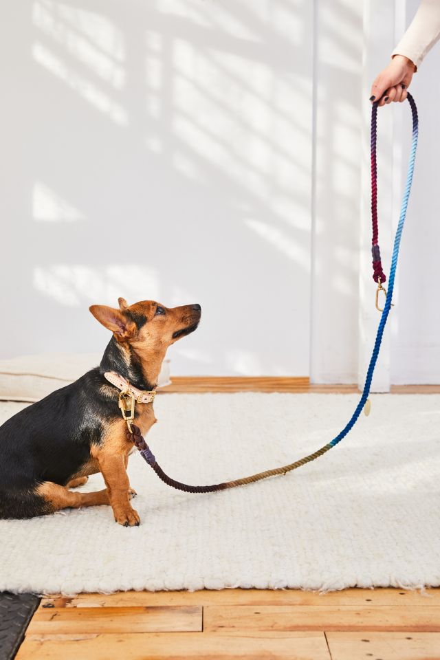 Found dog sale leash