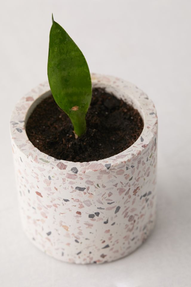 Terrazzo Planter #3