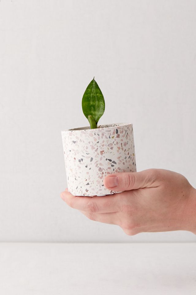 Terrazzo Planter #4