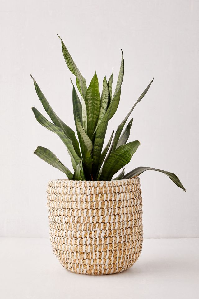 Dia Natural Basket Planter #2