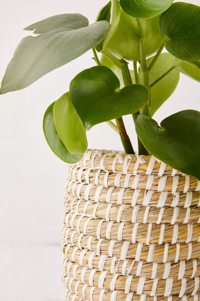 Dia Natural Basket Planter #5