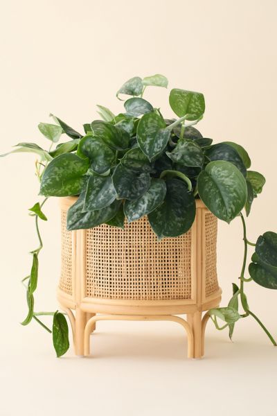 Urban Outfitters Rattan 12" Planter In Neutral At