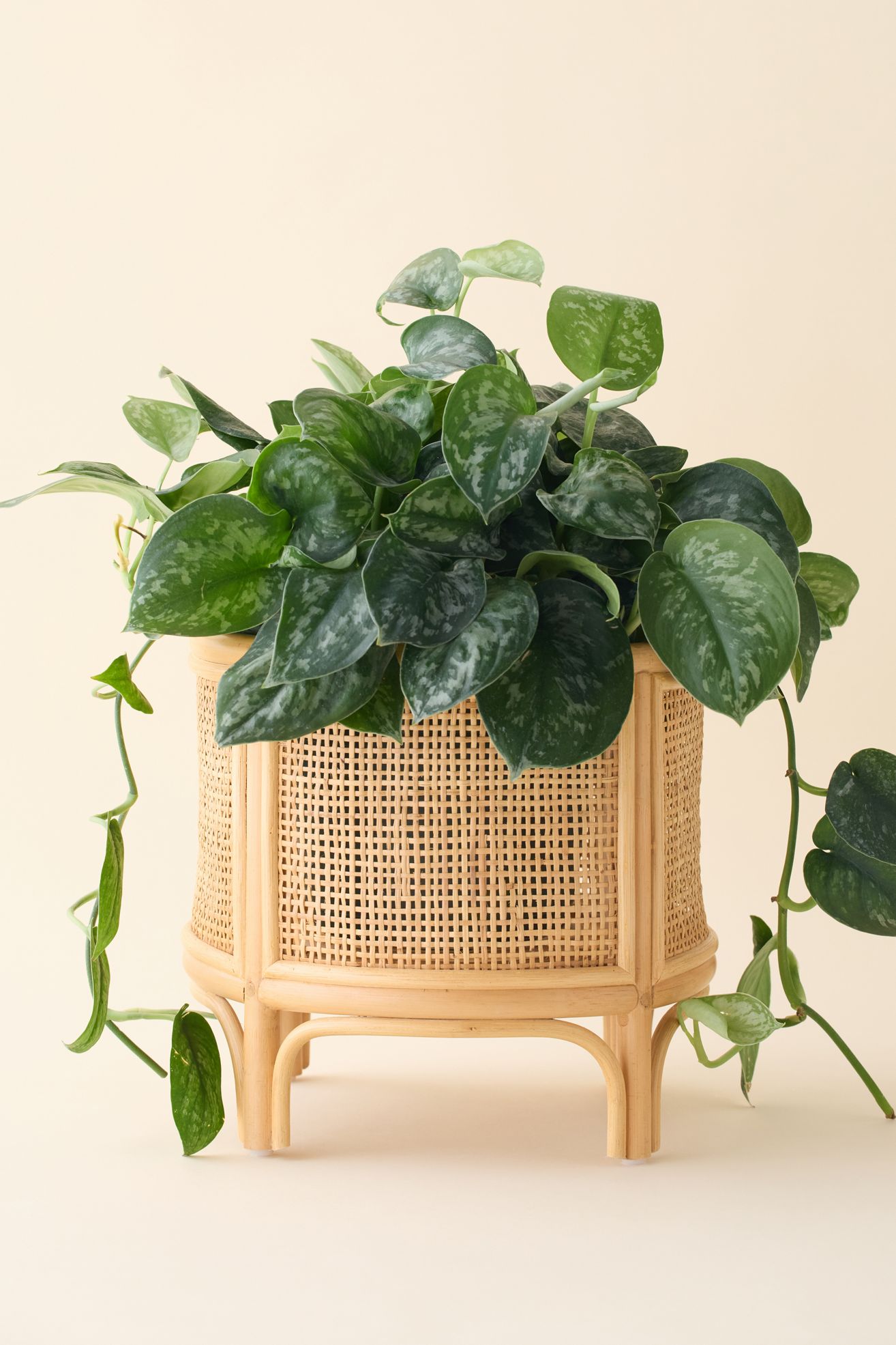 Rattan 12" Planter - Neutral, ONE SIZE