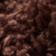 Cocoa