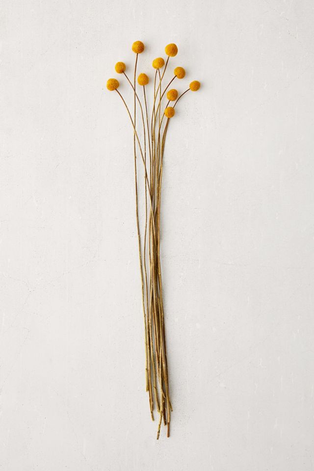 Dried Craspedia Bunch #1